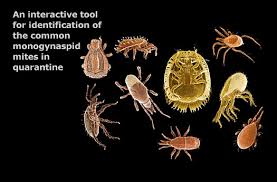 Attēlu rezultāti vaicājumam “Mesostigmata”
