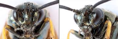 Attēlu rezultāti vaicājumam “Arge ustulata”