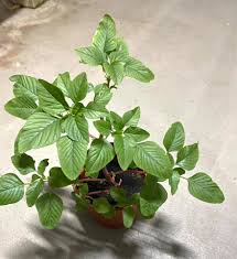 Attēlu rezultāti vaicājumam “Amaranthus retroflexus leaf”