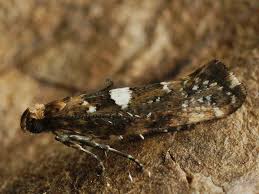 Attēlu rezultāti vaicājumam “Acrolepiopsis assectella”