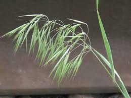 Attēlu rezultāti vaicājumam “Anisantha tectorum”