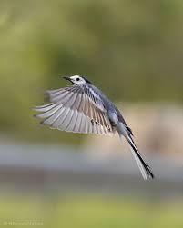 Attēlu rezultāti vaicājumam “Motacillidae”