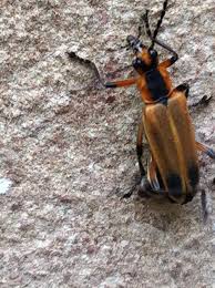 Attēlu rezultāti vaicājumam “Cantharidae”