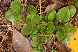 Attēlu rezultāti vaicājumam “Pyrola rotundifolia leaf”