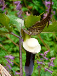 Attēlu rezultāti vaicājumam “Juglans cinerea flower”