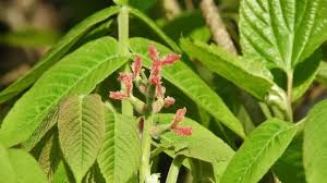 Attēlu rezultāti vaicājumam “Juglans mandshurica female flower”