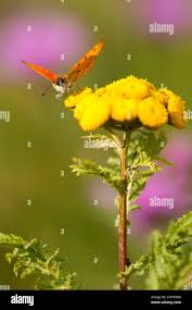 Attēlu rezultāti vaicājumam “Lycaena virgaureae underside”