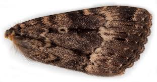 Attēlu rezultāti vaicājumam “Amphipyra pyramidea”