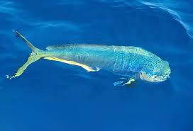 Image result for Coryphaena hippurus