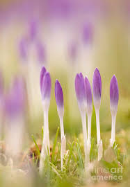 Attēlu rezultāti vaicājumam “Crocus tommasinianus”