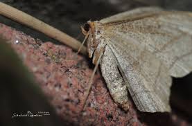 Attēlu rezultāti vaicājumam “Timandra comae”