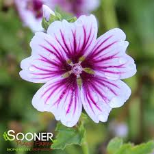 Image result for Malva sylvestris