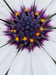 Image result for Dimorphotheca pluvialis