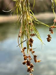 Attēlu rezultāti vaicājumam “Stuckenia pectinata leaf”