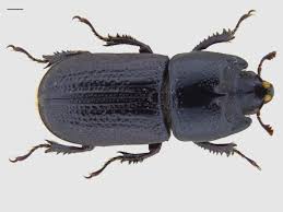 Attēlu rezultāti vaicājumam “Sinodendron cylindricum male”