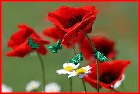 Résultat de recherche d'images pour "images gif coquelicots"