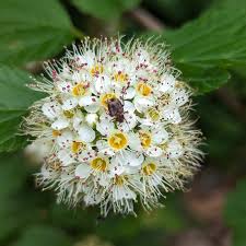 Attēlu rezultāti vaicājumam “Physocarpus opulifolius”