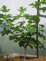 Attēlu rezultāti vaicājumam “Syringa reticulata subsp. amurensis leaf”