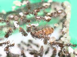 Attēlu rezultāti vaicājumam “Dianema nivale sessile”