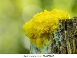 Attēlu rezultāti vaicājumam “Fuligo luteonitens macro”