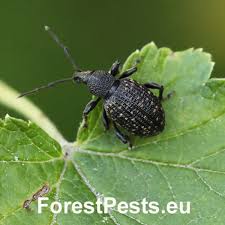 Attēlu rezultāti vaicājumam “Brachonyx pineti”
