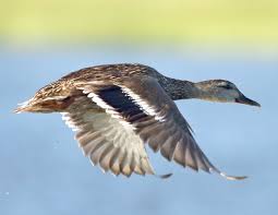 Attēlu rezultāti vaicājumam “Anas platyrhynchos juvenile”