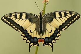 Attēlu rezultāti vaicājumam “Papilio machaon”