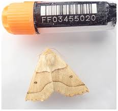 Attēlu rezultāti vaicājumam “Crocallis elinguaria larva”