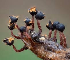 Attēlu rezultāti vaicājumam “Metatrichia floriformis macro”