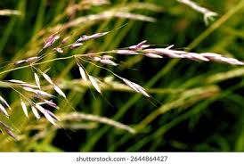 Attēlu rezultāti vaicājumam “Brachypodium sylvaticum flower”