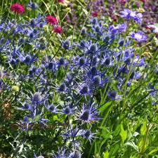 Image result for Heuchera Metallica