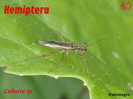 Attēlu rezultāti vaicājumam “Collaria sp.”