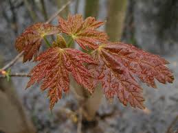 Attēlu rezultāti vaicājumam “Acer saccharinum leaf”
