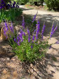 Image result for Penstemon
