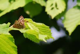 Attēlu rezultāti vaicājumam “Pararge aegeria upperside”