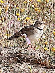 Image result for Melanocorypha calandra