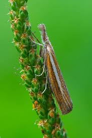 Attēlu rezultāti vaicājumam “Agriphila selasella”