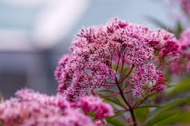 Attēlu rezultāti vaicājumam “Eupatorium cannabinum flower”