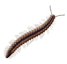 Attēlu rezultāti vaicājumam “Craspedosoma rawlinsi”