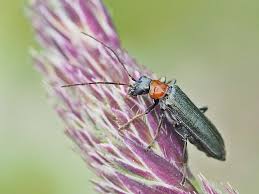 Attēlu rezultāti vaicājumam “Oedemera croceicollis”