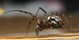 Attēlu rezultāti vaicājumam “Neriene montana”