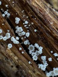 Attēlu rezultāti vaicājumam “Lachnum virgineum”