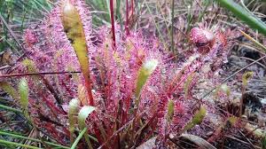 Attēlu rezultāti vaicājumam “Drosera anglica leaf”