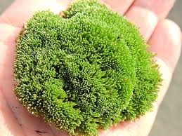 Attēlu rezultāti vaicājumam “Bryum argenteum”