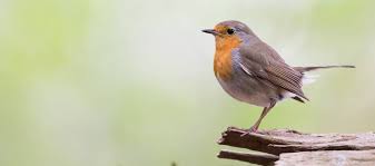 Attēlu rezultāti vaicājumam “Erithacus rubecula”