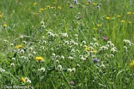 Attēlu rezultāti vaicājumam “Trifolium montanum fruit”
