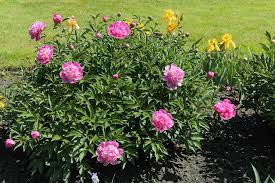 Attēlu rezultāti vaicājumam “Paeonia lactiflora”