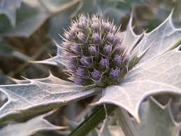 Attēlu rezultāti vaicājumam “Eryngium maritimum”