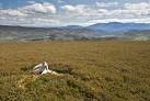 This small cairn amongst the heather marks the summit of the hill. - via Daymix