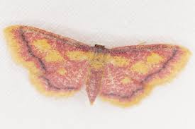 Attēlu rezultāti vaicājumam “Idaea muricata”